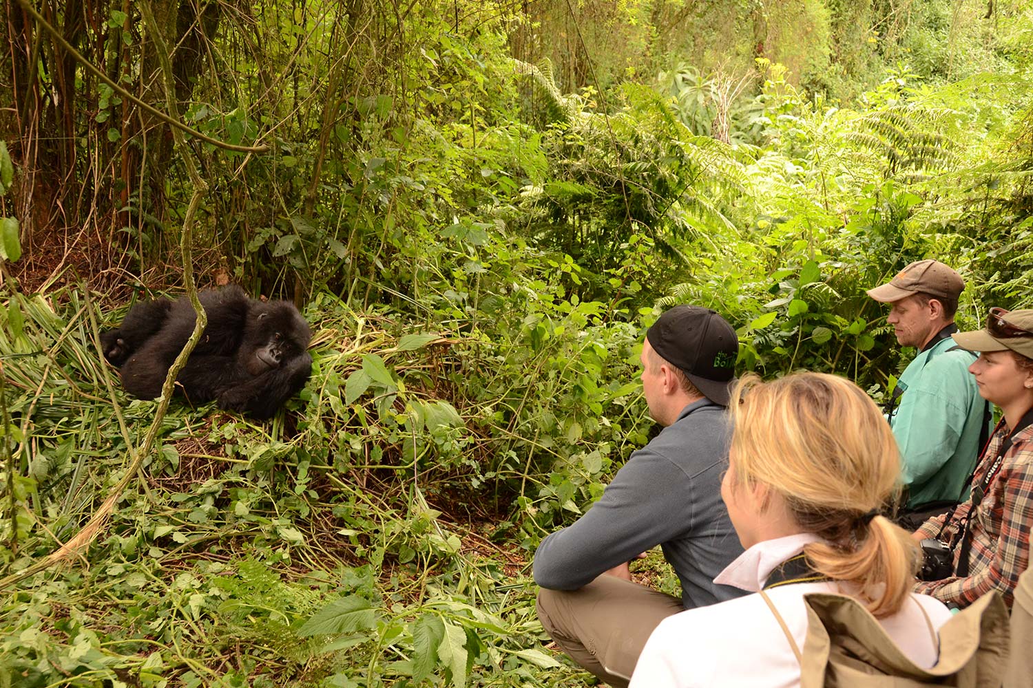 Is Gorilla Trekking Safe in Congo?